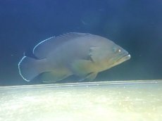 画像2: 【海水魚・ハタ】【通販】乾燥エビ良く食べます♪ヤミハタ（MLサイズ）(個体販売）（±19-20cm） （生体）(海水魚) (2)