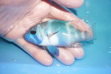 画像1: 【決算セール クーポンご利用で更に10％OFF対象商品】 【海水魚・ハタ】【通販】乾燥エビ食べます♪インディゴハムレット(個体販売）（±10cm） No.1（生体）(海水魚) (1)