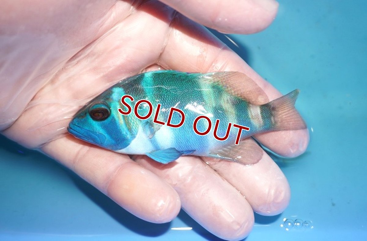 画像1: 【海水魚・ハタ】【通販】乾燥エビ食べます♪インディゴハムレット(個体販売）（±9cm） No.2（生体）(海水魚) (1)