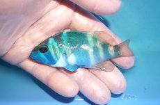 画像1: 【決算セール クーポンご利用で更に10％OFF対象商品】 【海水魚・ハタ】【通販】乾燥エビ食べます♪インディゴハムレット(個体販売）（±9cm） No.2（生体）(海水魚) (1)