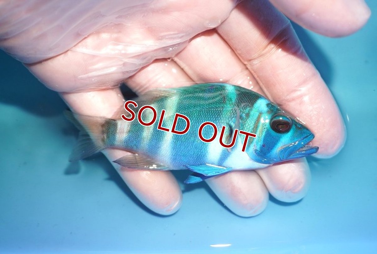 画像2: 【海水魚・ハタ】【通販】乾燥エビ食べます♪インディゴハムレット(個体販売）（±9cm） No.2（生体）(海水魚) (2)