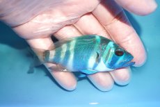 画像2: 【決算セール クーポンご利用で更に10％OFF対象商品】 【海水魚・ハタ】【通販】乾燥エビ食べます♪インディゴハムレット(個体販売）（±9cm） No.2（生体）(海水魚) (2)