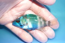 画像1: 【決算セール クーポンご利用で更に10％OFF対象商品】 【海水魚・ハタ】【通販】乾燥エビ食べます♪インディゴハムレット(個体販売）（±8cm） No.3（生体）(海水魚) (1)