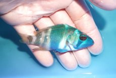 画像2: 【決算セール クーポンご利用で更に10％OFF対象商品】 【海水魚・ハタ】【通販】乾燥エビ食べます♪インディゴハムレット(個体販売）（±8cm） No.3（生体）(海水魚) (2)