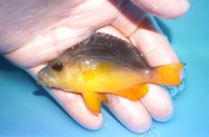 画像1: 【決算セール クーポンご利用で更に10％OFF対象商品】 【海水魚・ハタ】【通販】乾燥エビ食べます♪イエローベリーハムレット(個体販売）（±9cm） （生体）(海水魚) (1)