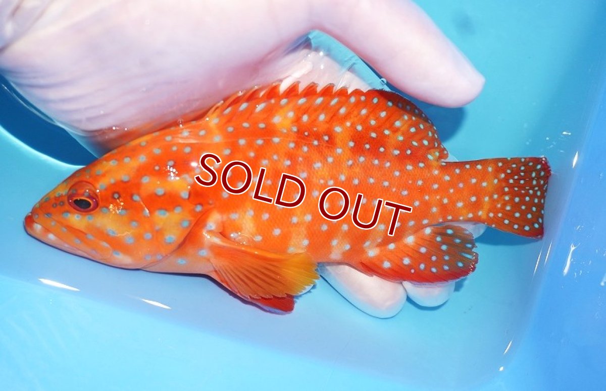 画像1: 【決算セール クーポンご利用で更に10％OFF対象商品】 【海水魚・ハタ】【通販】状態良好♪ユカタハタ(個体販売）（±16cm） （生体）(海水魚) (1)