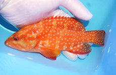 画像1: 【決算セール クーポンご利用で更に10％OFF対象商品】 【海水魚・ハタ】【通販】状態良好♪ユカタハタ(個体販売）（±16cm） （生体）(海水魚) (1)