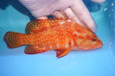 画像2: 【決算セール クーポンご利用で更に10％OFF対象商品】 【海水魚・ハタ】【通販】状態良好♪ユカタハタ(個体販売）（±16cm） （生体）(海水魚) (2)