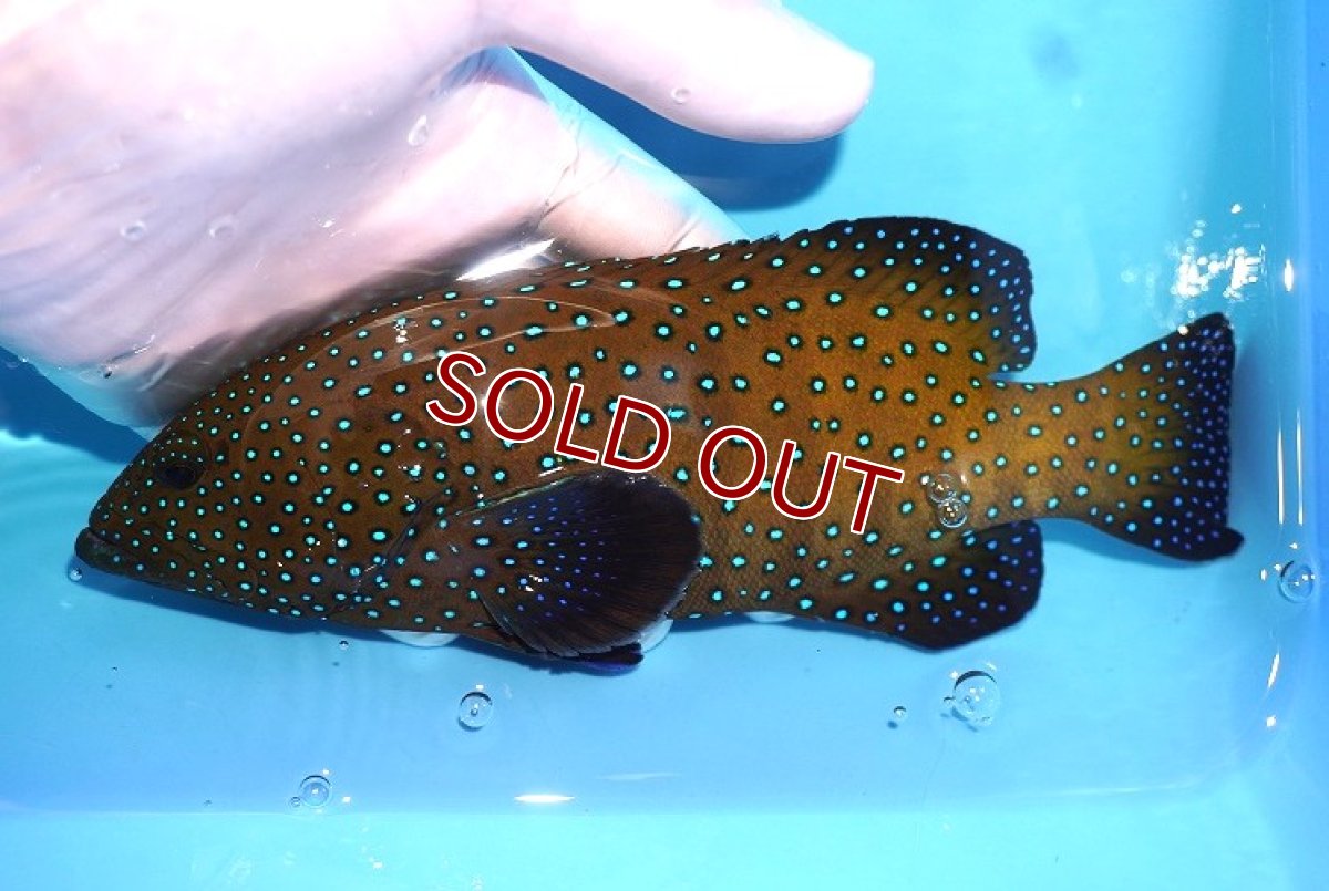 画像1: 【海水魚・ハタ】【通販】状態良好♪アオノメハタ(個体販売）（±18cm） （生体）(海水魚) (1)