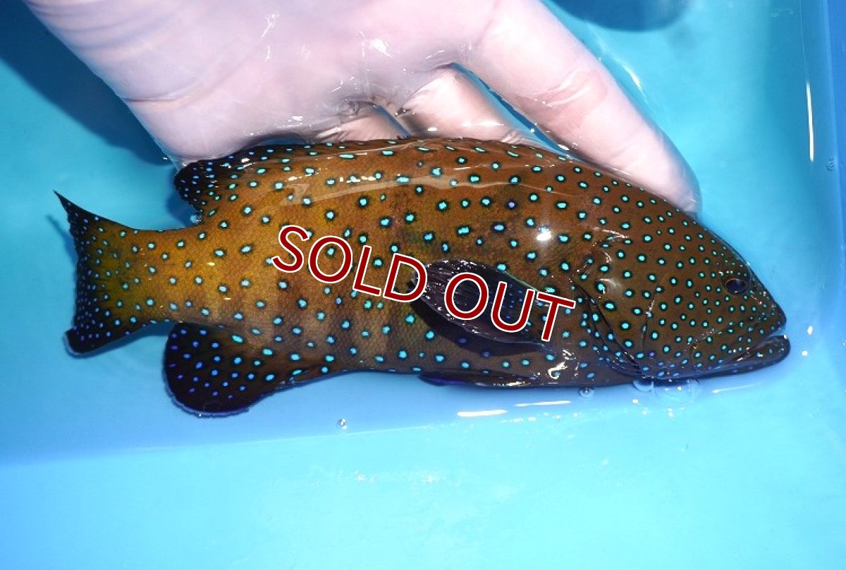 画像2: 【海水魚・ハタ】【通販】状態良好♪アオノメハタ(個体販売）（±18cm） （生体）(海水魚) (2)