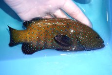 画像2: 【決算セール クーポンご利用で更に10％OFF対象商品】 【海水魚・ハタ】【通販】状態良好♪アオノメハタ(個体販売）（±18cm） （生体）(海水魚) (2)