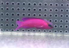 画像1: 【決算セール クーポンご利用で更に10％OFF対象商品】 【海水魚・ニセスズメ】【通販】人工飼料OK♪ブラックキャップバスレット（MLサイズ）(個体販売）（±5-5.5cm） No.1（生体）(海水魚) (1)