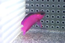 画像1: 【決算セール クーポンご利用で更に10％OFF対象商品】 【海水魚・ニセスズメ】【通販】人工飼料OK♪ブラックキャップバスレット（MLサイズ）(個体販売）（±5-5.5cm） No.2（生体）(海水魚) (1)