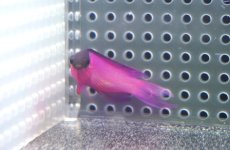 画像2: 【決算セール クーポンご利用で更に10％OFF対象商品】 【海水魚・ニセスズメ】【通販】人工飼料OK♪ブラックキャップバスレット（MLサイズ）(個体販売）（±5-5.5cm） No.2（生体）(海水魚) (2)