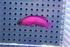 画像1: 【決算セール クーポンご利用で更に10％OFF対象商品】 【海水魚・ハタ】【通販】人工飼料OK♪ブラックキャップバスレット（Mサイズ）(個体販売）（±5cm） （生体）(海水魚) (1)