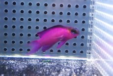 画像2: 【決算セール クーポンご利用で更に10％OFF対象商品】 【海水魚・ハタ】【通販】人工飼料OK♪ブラックキャップバスレット（Mサイズ）(個体販売）（±5cm） （生体）(海水魚) (2)