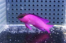 画像1: 【決算セール クーポンご利用で更に10％OFF対象商品】 【海水魚・ハタ】【通販】人工飼料OK♪ブラックキャップバスレット（Lサイズ）(個体販売）（±6cm） （生体）(海水魚) (1)