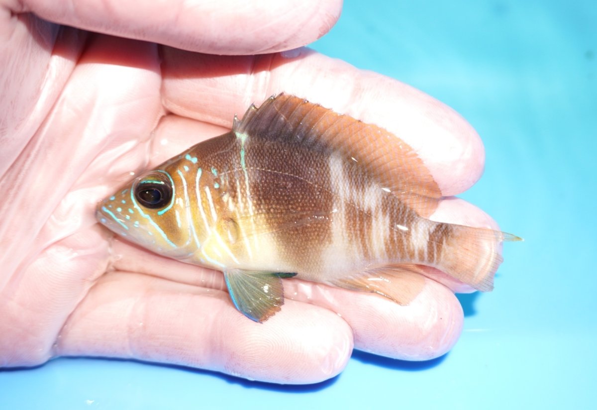 画像1: 【決算セール クーポンご利用で更に10％OFF対象商品】 【海水魚・ハタ】【通販】【カリブ産】状態良好♪バードハムレット（Mサイズ）(個体販売）（±8cm） No.1（生体）(海水魚) (1)