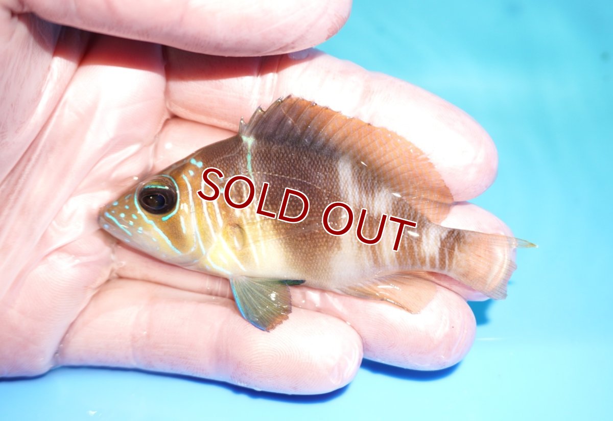 画像1: 【30%OFF対象商品30周年セール 海水魚】【海水魚・ハタ】【通販】【カリブ産】状態良好♪バードハムレット（Mサイズ）(個体販売）（±8cm） No.1（生体）(海水魚) (1)