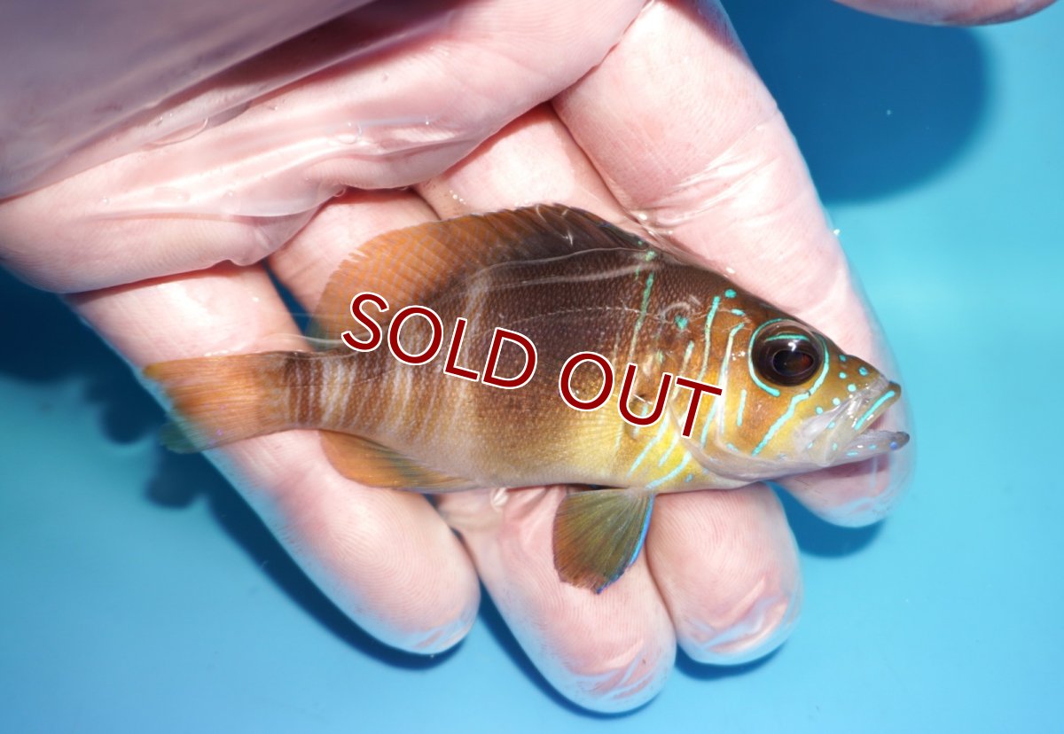 画像2: 【30%OFF対象商品30周年セール 海水魚】【海水魚・ハタ】【通販】【カリブ産】状態良好♪バードハムレット（Mサイズ）(個体販売）（±8cm） No.1（生体）(海水魚) (2)