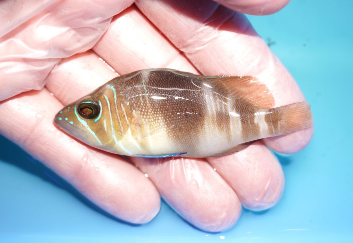 画像1: 【決算セール クーポンご利用で更に10％OFF対象商品】 【海水魚・ハタ】【通販】【カリブ産】状態良好♪バードハムレット（Mサイズ）(個体販売）（±7.5cm） No.2（生体）(海水魚) (1)