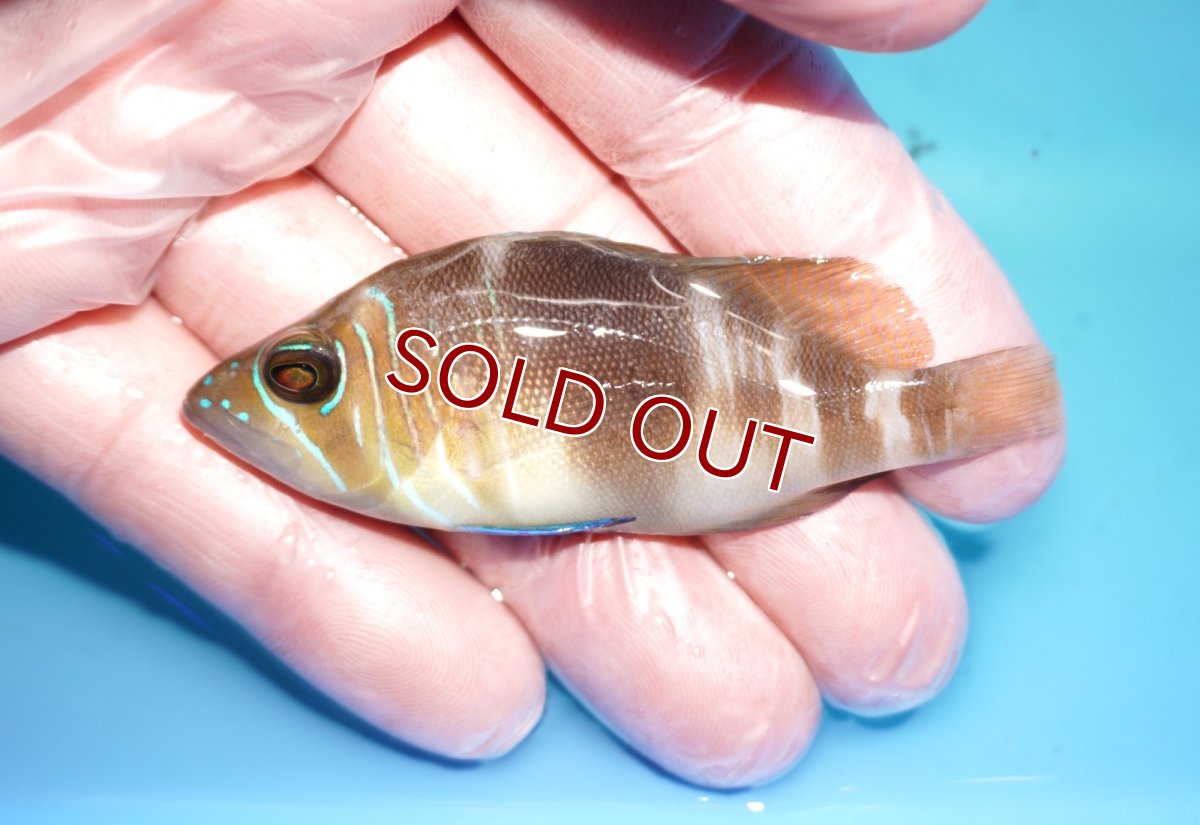 画像1: 【海水魚・ハタ】【通販】【カリブ産】状態良好♪バードハムレット（Mサイズ）(個体販売）（±7.5cm） No.2（生体）(海水魚) (1)
