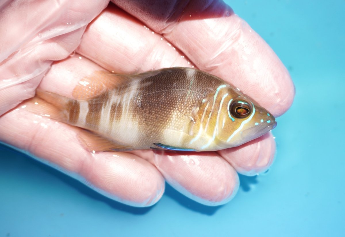 画像2: 【決算セール クーポンご利用で更に10％OFF対象商品】 【海水魚・ハタ】【通販】【カリブ産】状態良好♪バードハムレット（Mサイズ）(個体販売）（±7.5cm） No.2（生体）(海水魚) (2)