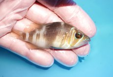 画像2: 【決算セール クーポンご利用で更に10％OFF対象商品】 【海水魚・ハタ】【通販】【カリブ産】状態良好♪バードハムレット（Mサイズ）(個体販売）（±7.5cm） No.2（生体）(海水魚) (2)