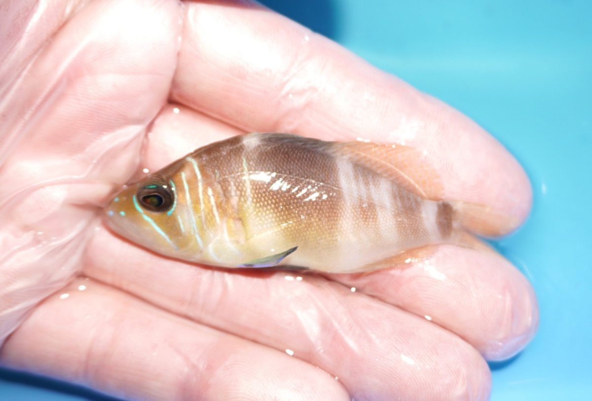 画像1: 【決算セール クーポンご利用で更に10％OFF対象商品】 【海水魚・ハタ】【通販】【カリブ産】状態良好♪バードハムレット（Mサイズ）(個体販売）（±6.5cm） No.3（生体）(海水魚) (1)