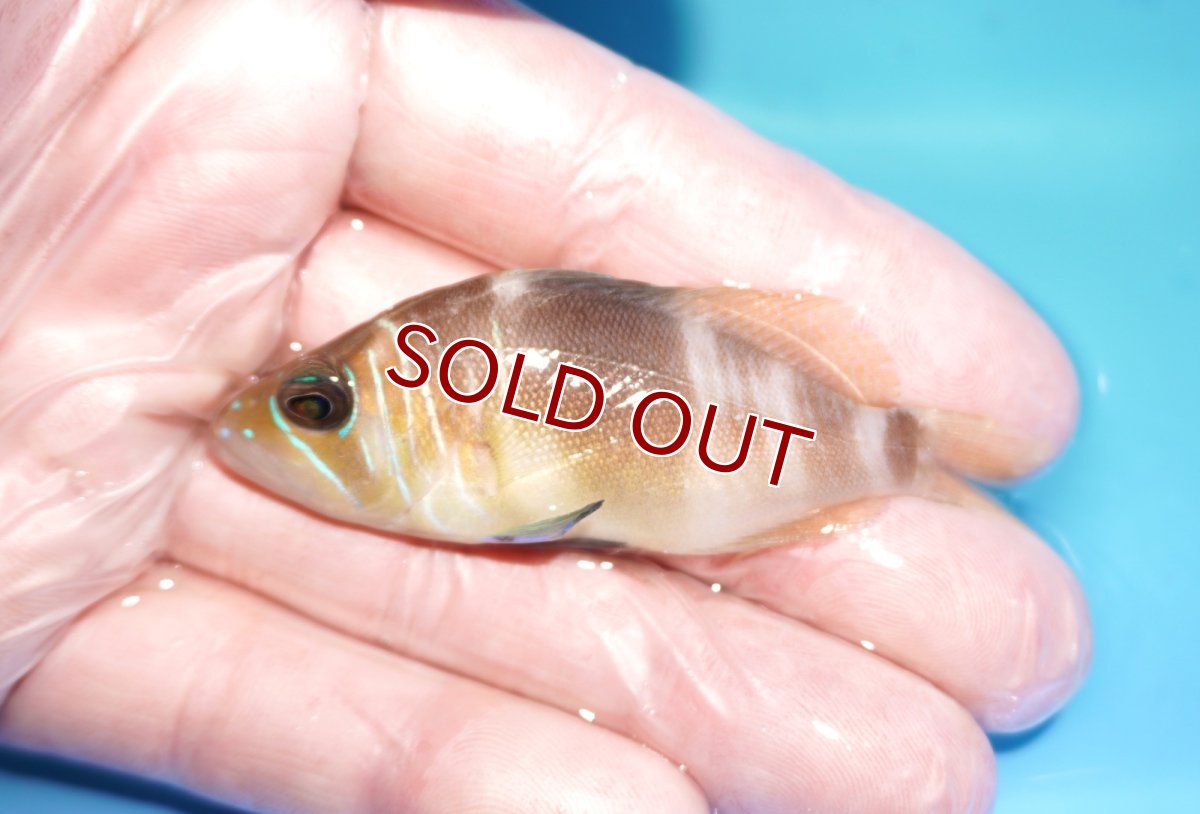 画像1: 【ボーナスセール30％OFF対象個体】【海水魚・ハタ】【通販】【カリブ産】状態良好♪バードハムレット（Mサイズ）(個体販売）（±6.5cm） No.3（生体）(海水魚) (1)