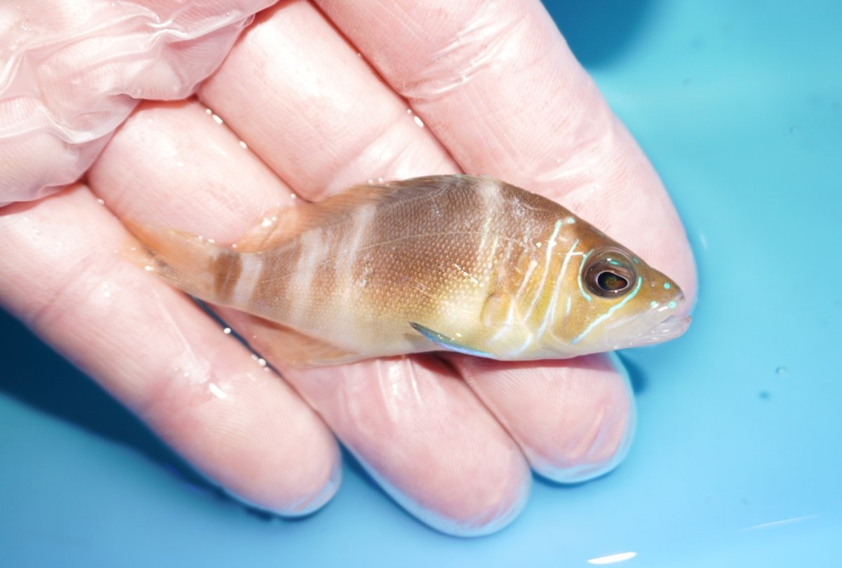 画像2: 【決算セール クーポンご利用で更に10％OFF対象商品】 【海水魚・ハタ】【通販】【カリブ産】状態良好♪バードハムレット（Mサイズ）(個体販売）（±6.5cm） No.3（生体）(海水魚) (2)