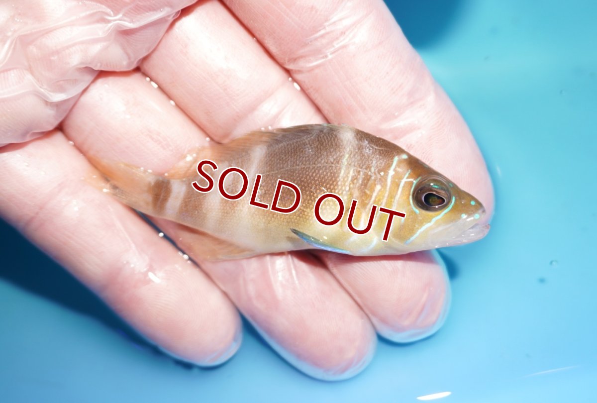 画像2: 【ボーナスセール30％OFF対象個体】【海水魚・ハタ】【通販】【カリブ産】状態良好♪バードハムレット（Mサイズ）(個体販売）（±6.5cm） No.3（生体）(海水魚) (2)