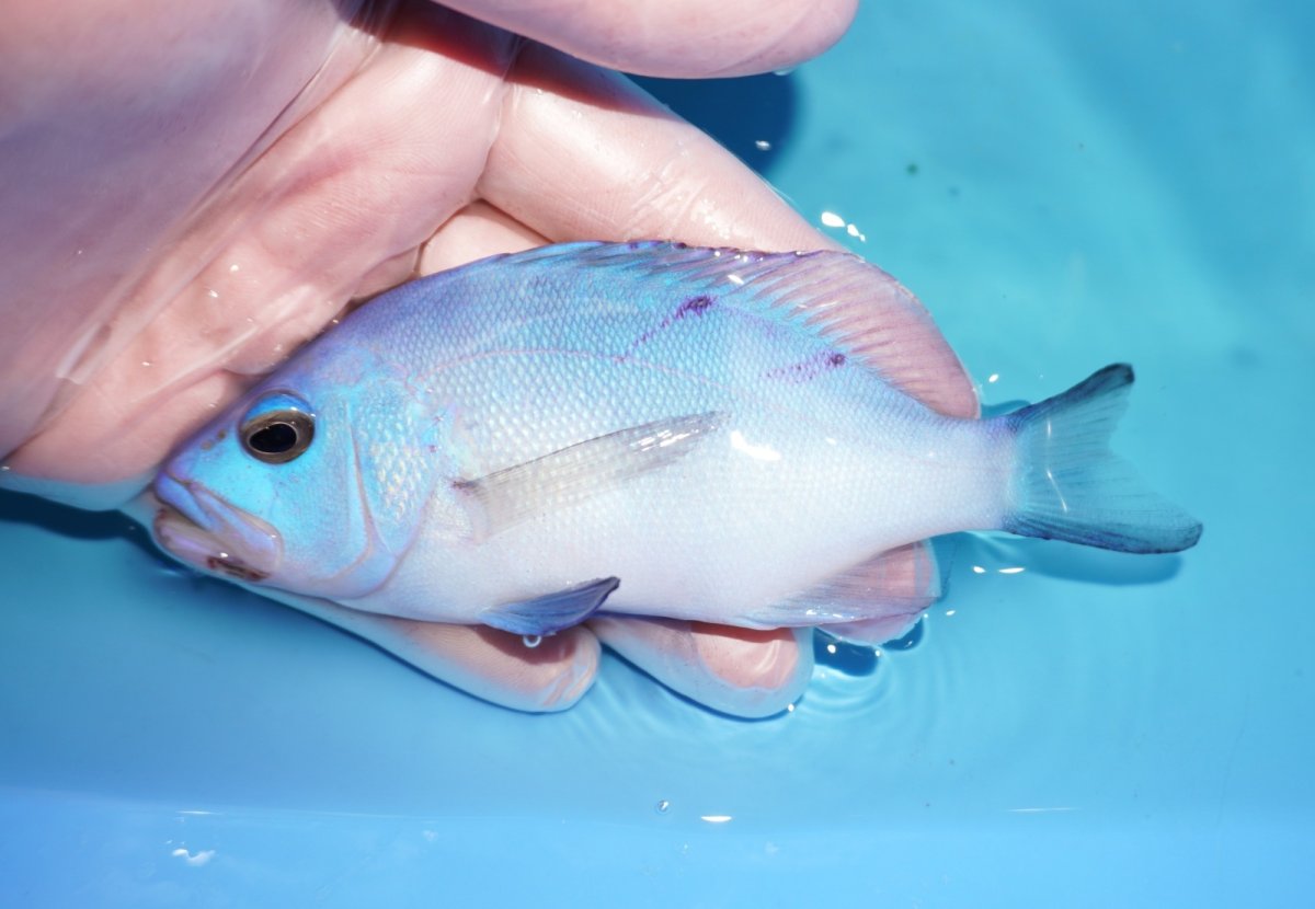 画像1: 【決算セール クーポンご利用で更に10％OFF対象商品】 【海水魚・ハタ】【通販】【カリブ産】状態良好♪ブルーハムレット（MLサイズ）(個体販売）（±13cm） No.1（生体）(海水魚) (1)