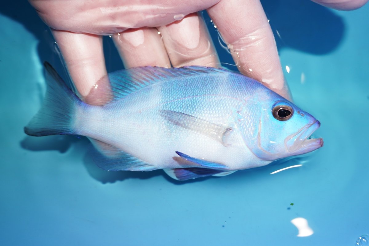 画像2: 【決算セール クーポンご利用で更に10％OFF対象商品】 【海水魚・ハタ】【通販】【カリブ産】状態良好♪ブルーハムレット（MLサイズ）(個体販売）（±13cm） No.1（生体）(海水魚) (2)