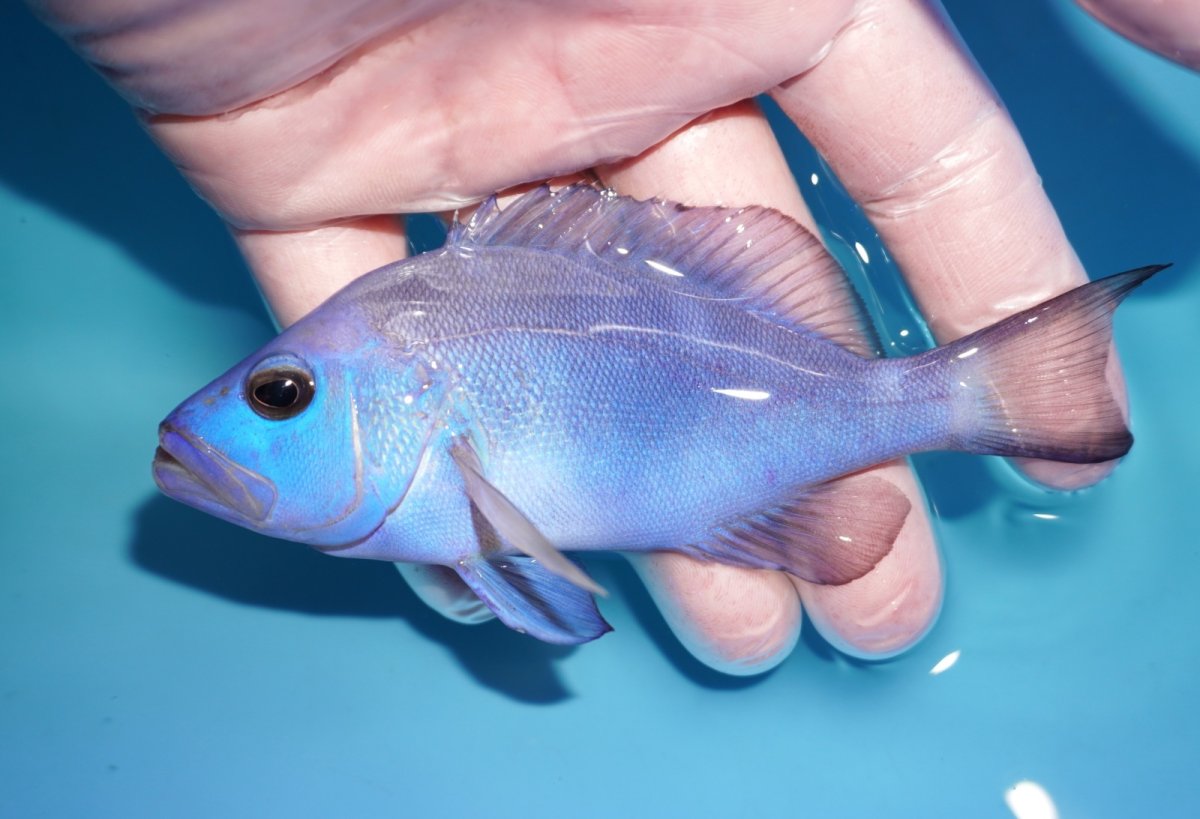 画像1: 【決算セール クーポンご利用で更に10％OFF対象商品】 【海水魚・ハタ】【通販】【カリブ産】状態良好♪ブルーハムレット（MLサイズ）(個体販売）（±12cm） No.2（生体）(海水魚) (1)