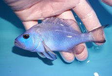 画像1: 【決算セール クーポンご利用で更に10％OFF対象商品】 【海水魚・ハタ】【通販】【カリブ産】状態良好♪ブルーハムレット（MLサイズ）(個体販売）（±12cm） No.2（生体）(海水魚) (1)