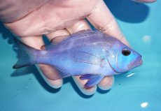 画像2: 【決算セール クーポンご利用で更に10％OFF対象商品】 【海水魚・ハタ】【通販】【カリブ産】状態良好♪ブルーハムレット（MLサイズ）(個体販売）（±12cm） No.2（生体）(海水魚) (2)