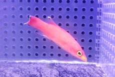 画像1: 【海水魚・バスレット】【通販】人工飼料OK♪ケーブバスレット(個体販売）（±5.5cm） （生体）(海水魚) (1)