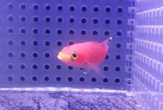 画像2: 【海水魚・バスレット】【通販】人工飼料OK♪ケーブバスレット(個体販売）（±5.5cm） （生体）(海水魚) (2)