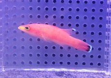 画像3: 【海水魚・バスレット】【通販】人工飼料OK♪ケーブバスレット(個体販売）（±5.5cm） （生体）(海水魚) (3)