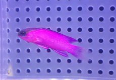 画像1: 【海水魚・バスレット】【通販】人工飼料OK♪ブラックキャップバスレット（SMサイズ）(個体販売）（±4.5cm） No.1（生体）(海水魚) (1)