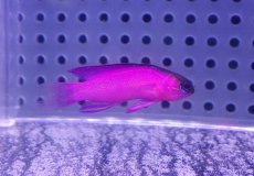 画像2: 【海水魚・バスレット】【通販】人工飼料OK♪ブラックキャップバスレット（SMサイズ）(個体販売）（±4.5cm） No.1（生体）(海水魚) (2)