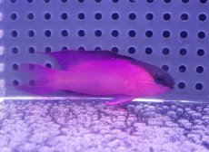 画像1: 【海水魚・バスレット】【通販】人工飼料OK♪ブラックキャップバスレット（Lサイズ）(個体販売）（±6.5cm） No.2（生体）(海水魚) (1)