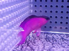 画像2: 【海水魚・バスレット】【通販】人工飼料OK♪ブラックキャップバスレット（Lサイズ）(個体販売）（±6.5cm） No.2（生体）(海水魚) (2)