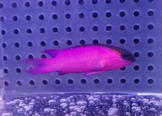 画像1: 【海水魚・バスレット】【通販】人工飼料OK♪ブラックキャップバスレット（Lサイズ）(個体販売）（±6cm） No.3（生体）(海水魚) (1)