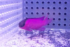 画像2: 【海水魚・バスレット】【通販】人工飼料OK♪ブラックキャップバスレット（Lサイズ）(個体販売）（±6cm） No.3（生体）(海水魚) (2)