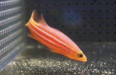 画像1: 【海水魚・ハタ】状態良好♪アフリカンリーフバスレット(個体販売）（±5.5cm）（生体）(海水魚) (1)