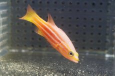 画像2: 【海水魚・ハタ】状態良好♪アフリカンリーフバスレット(個体販売）（±5.5cm）（生体）(海水魚) (2)
