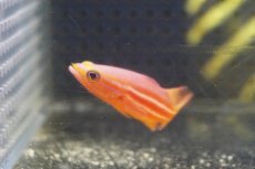 画像3: 【海水魚・ハタ】状態良好♪アフリカンリーフバスレット(個体販売）（±5.5cm）（生体）(海水魚) (3)