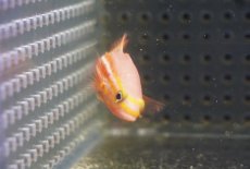 画像4: 【海水魚・ハタ】状態良好♪アフリカンリーフバスレット(個体販売）（±5.5cm）（生体）(海水魚) (4)